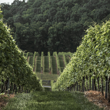 Image of Dynamis Winery, one of the potential stops on Classic Winery Tours Yadkin Valley Winery Shuttle
